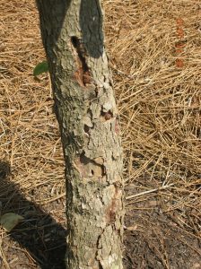 dogwood too deep2 | Walter Reeves: The Georgia Gardener