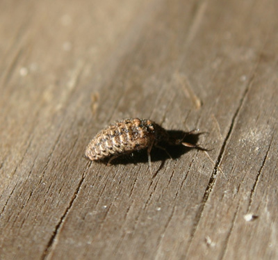 Doodlebug – Identification  Walter Reeves: The Georgia Gardener