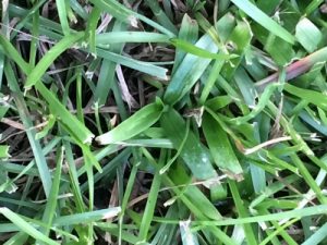 doveweed a | Walter Reeves: The Georgia Gardener