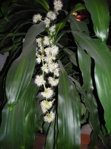 dracenaflower2 | Walter Reeves: The Georgia Gardener