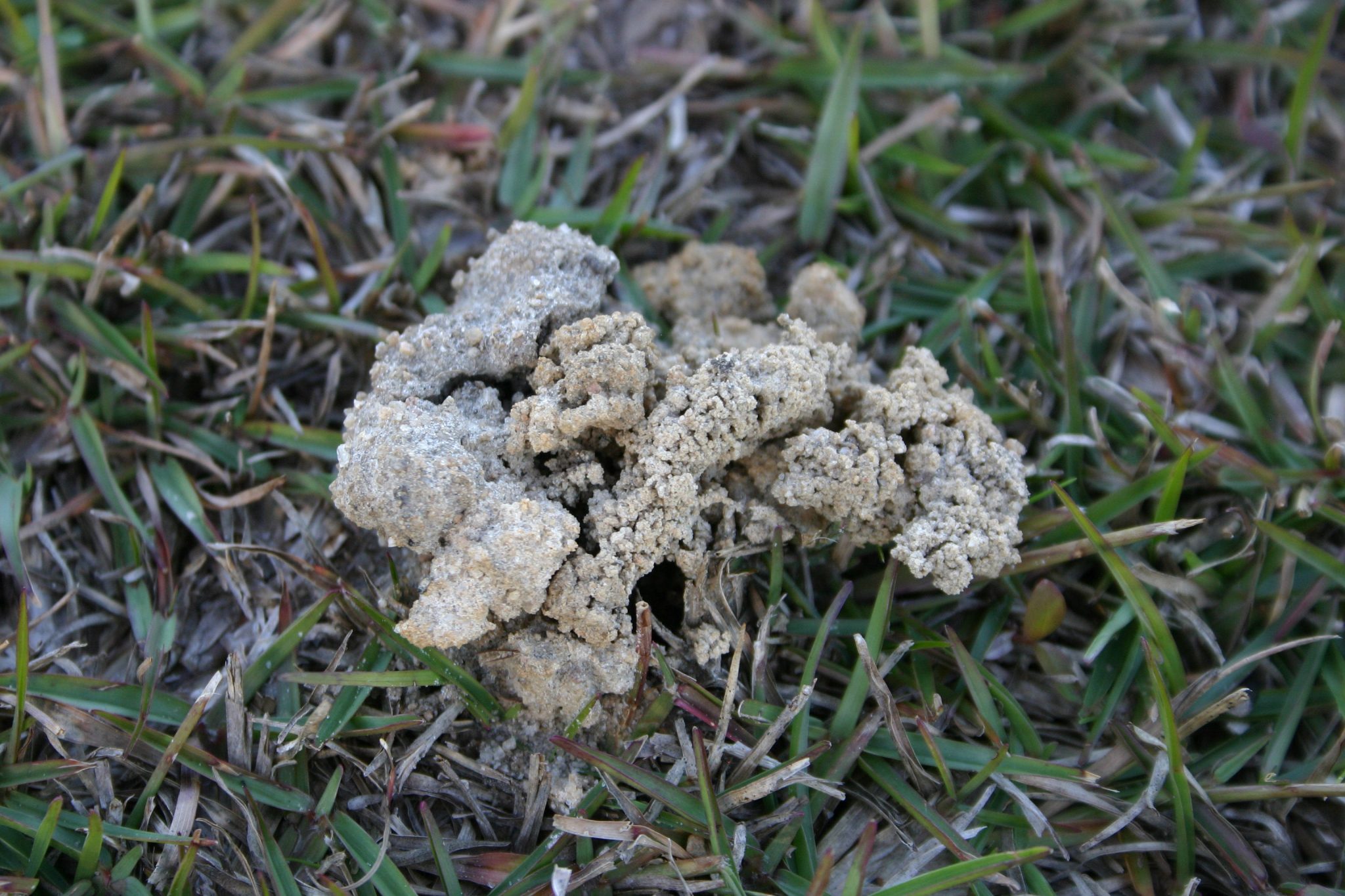 Earthworm Castings Eradicating Walter Reeves The Gardener