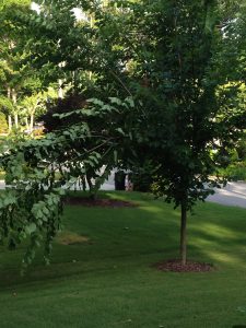 elm Princeton droopy 1 | Walter Reeves: The Georgia Gardener