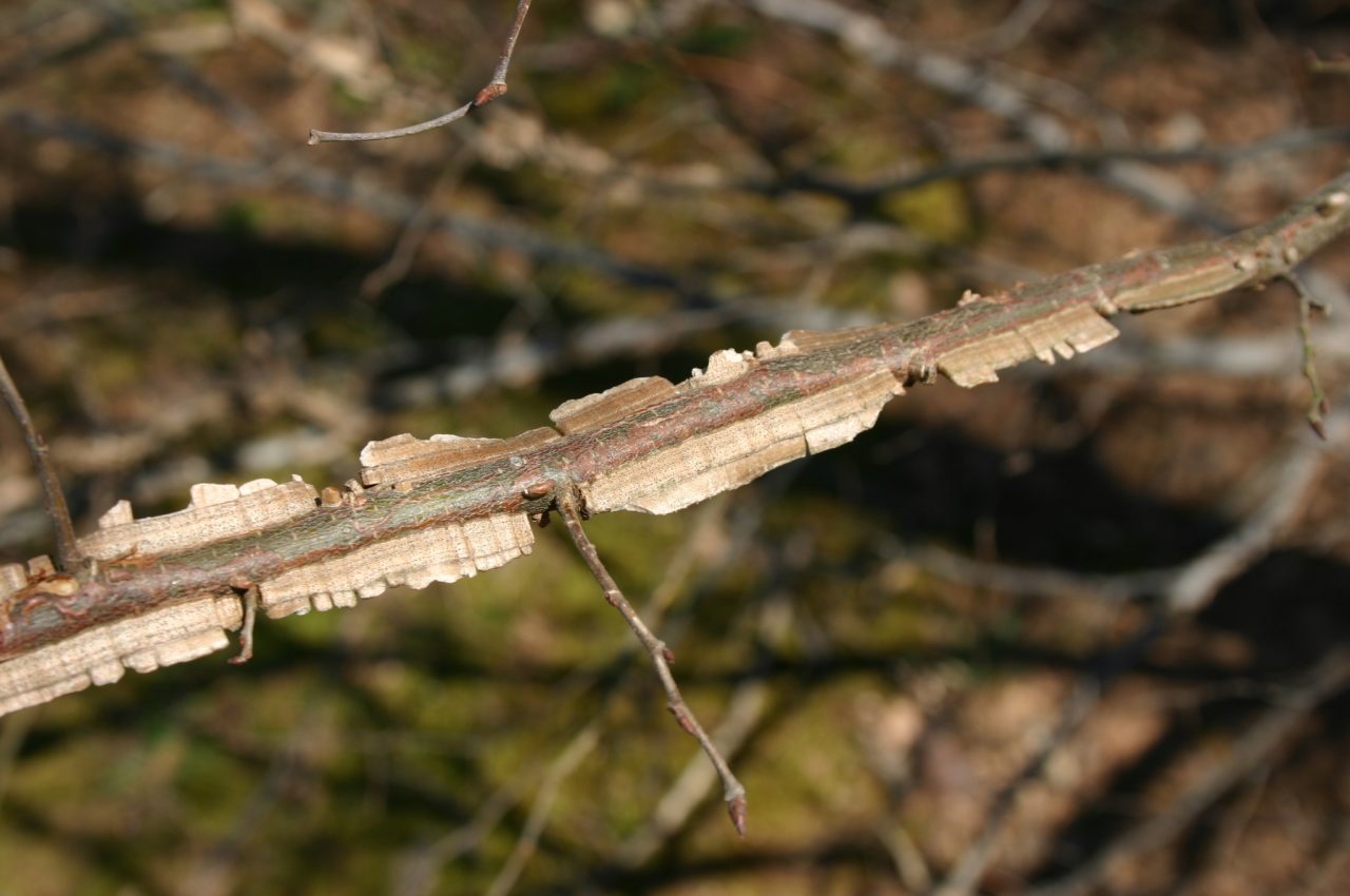 Winged Elm Identification Walter Reeves The Georgia Gardener