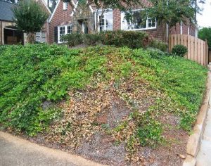 englishivydeath2 | Walter Reeves: The Georgia Gardener
