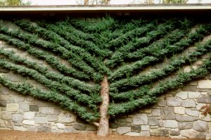 espalier juniper | Walter Reeves: The Georgia Gardener espalier juniper
