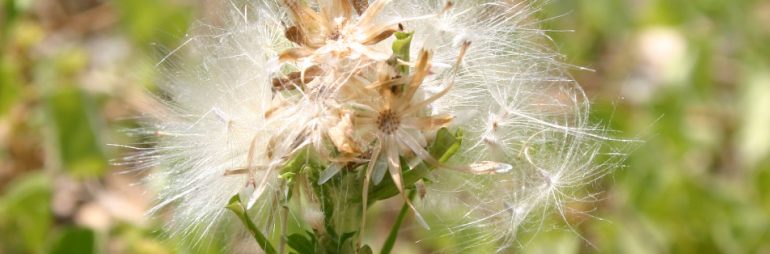 trampweed (Facelis retusa)