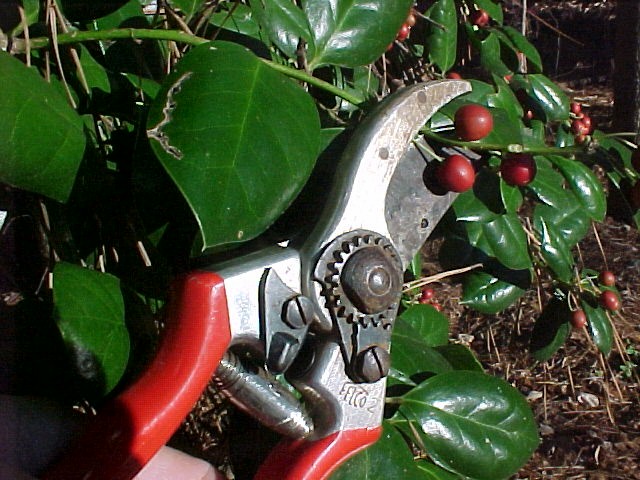 Shrub – Pruning Calendar | Walter Reeves: The Georgia Gardener