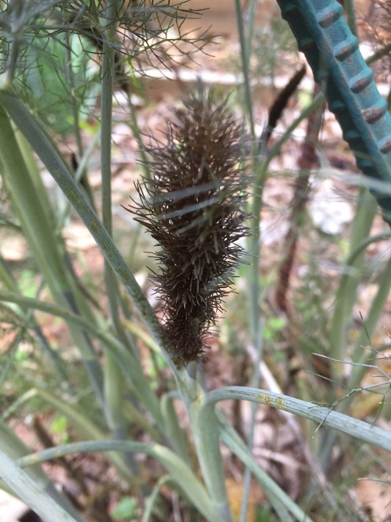 Hummingbird Feeder Cloudy Liquid Walter Reeves The Gardener