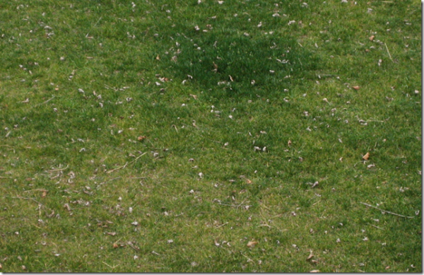 fescue-yellowing-walter-reeves-the-georgia-gardener