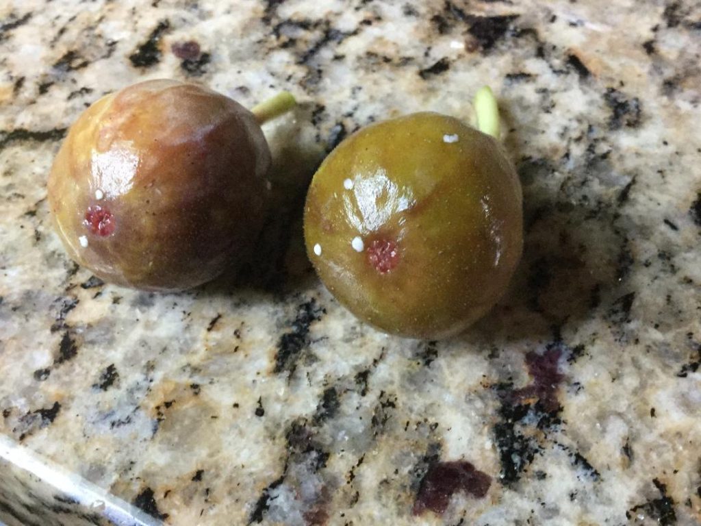 Is white sap on fig fruit harmful? Walter Reeves The Gardener