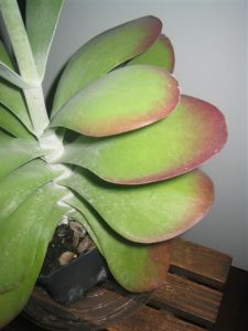 flapjackplant1 | Walter Reeves: The Georgia Gardener