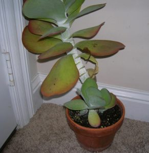 flapjackplant2 | Walter Reeves: The Georgia Gardener
