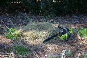fountain grass pruned 3 | Walter Reeves: The Georgia Gardener