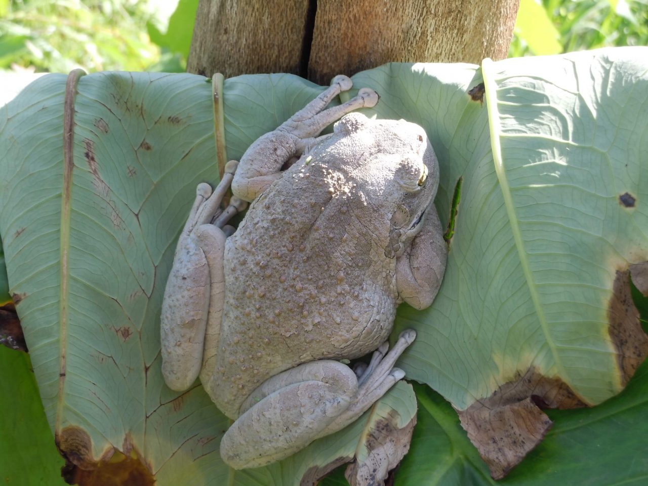 Frogs Eradicating from pool Walter Reeves The Gardener