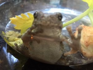 frog 2 | Walter Reeves: The Georgia Gardener