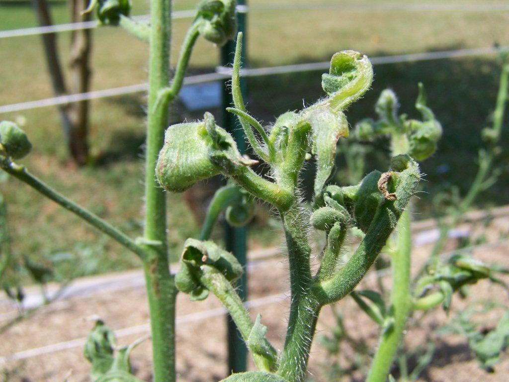 Be Aware of 2,4-D Herbicide Damage in Food Gardens: How One Gardener Saved Their Tomato Plants