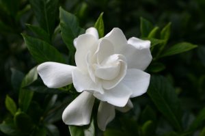 gardenia flower 3 WR | Walter Reeves: The Georgia Gardener