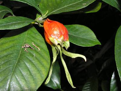 Gardenia Seed Pod Walter Reeves, How To Get Seeds From Gardenia