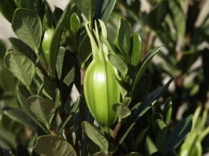 gardeniaseedpod2 | Walter Reeves: The Georgia Gardener
