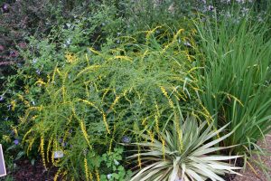 goldenrod fireworks smaller | Walter Reeves: The Georgia Gardener goldenrod 'Fireworks'