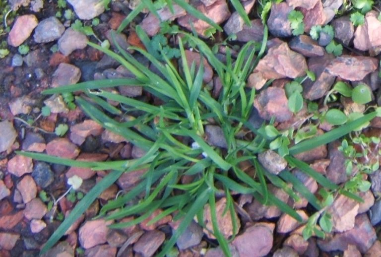 Goosegrass Identification Walter Reeves The Gardener
