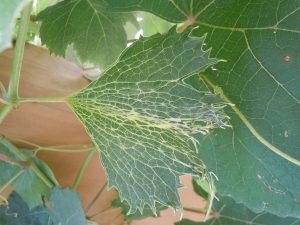 grape 2 4 D damage 2 | Walter Reeves: The Georgia Gardener