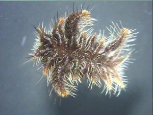 hag moth1 | Walter Reeves: The Georgia Gardener hag moth caterpillar