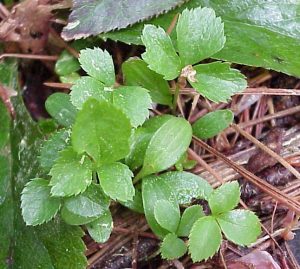 hellebore seedlings | Walter Reeves: The Georgia Gardener hellebore seedlings
