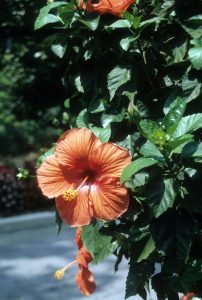 hibiscus tropical | Walter Reeves: The Georgia Gardener tropical hibiscus