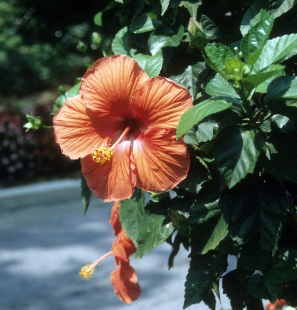 tropical hibiscus