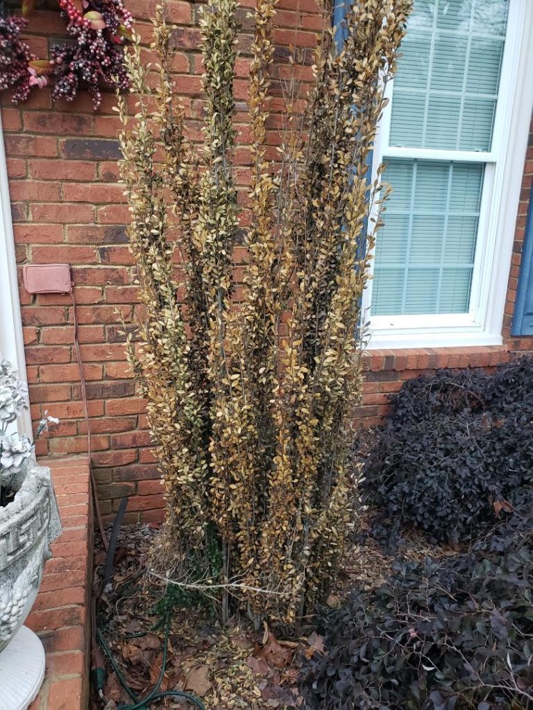 Are brown limbs always sure death for Leyland cypress? Walter Reeves