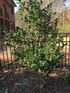 holly rabbit 1 | Walter Reeves: The Georgia Gardener