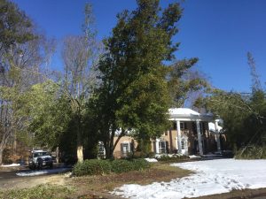 holly snow damage 2 | Walter Reeves: The Georgia Gardener