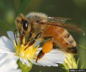 honeybee2 | Walter Reeves: The Georgia Gardener