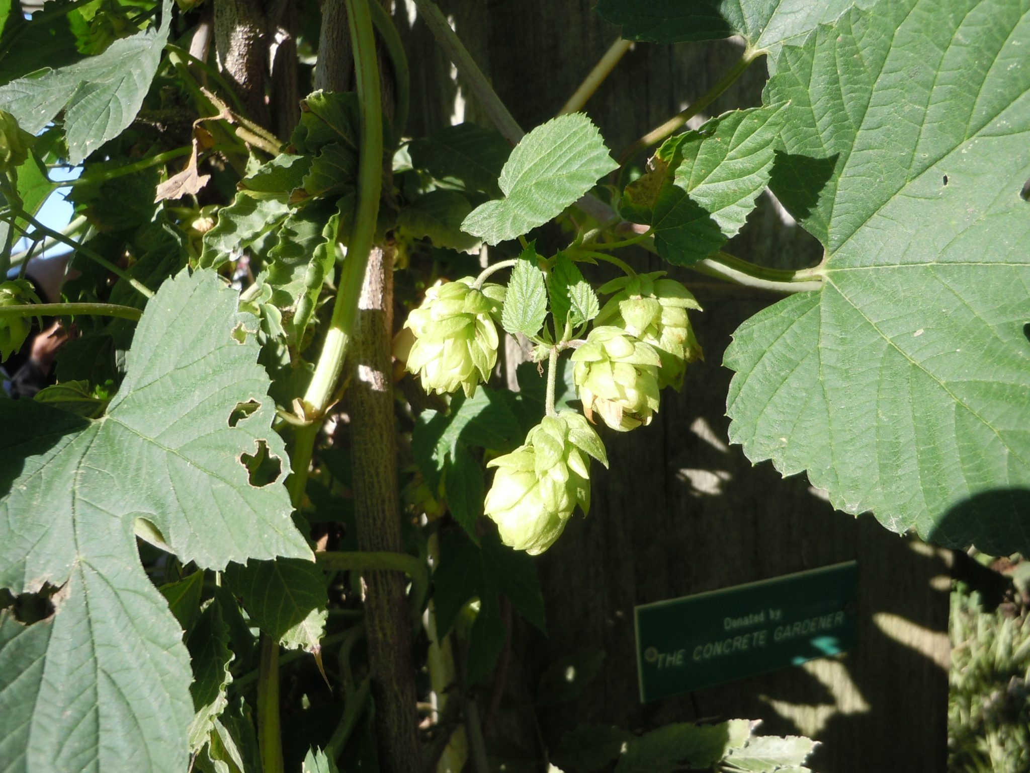 Hops vine Growing Walter Reeves The Gardener