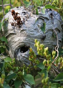 hornet nest | Walter Reeves: The Georgia Gardener