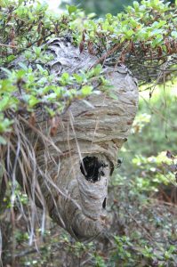 hornet nest | Walter Reeves: The Georgia Gardener