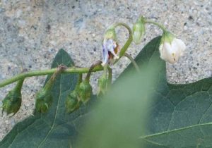 horsenettleflower | Walter Reeves: The Georgia Gardener