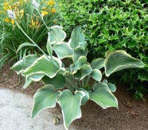 hostasagae | Walter Reeves: The Georgia Gardener