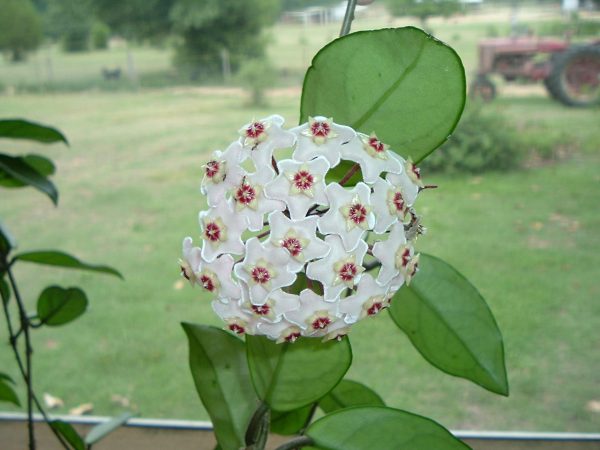 hoya carnosa