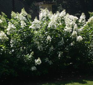 hydrangea Floribunda cropped | Walter Reeves: The Georgia Gardener hydrangea 'Floribunda'