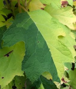 hydrangea oakleaf chimera 3 | Walter Reeves: The Georgia Gardener