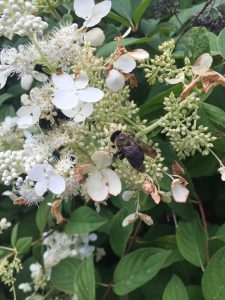 hydrangea panniculata bee | Walter Reeves: The Georgia Gardener