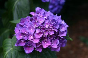 hydrangea purple 2 | Walter Reeves: The Georgia Gardener