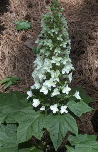 hydrangeaoakleaf | Walter Reeves: The Georgia Gardener