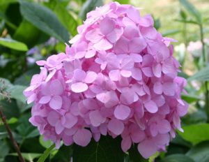 hydrangeapink | Walter Reeves: The Georgia Gardener