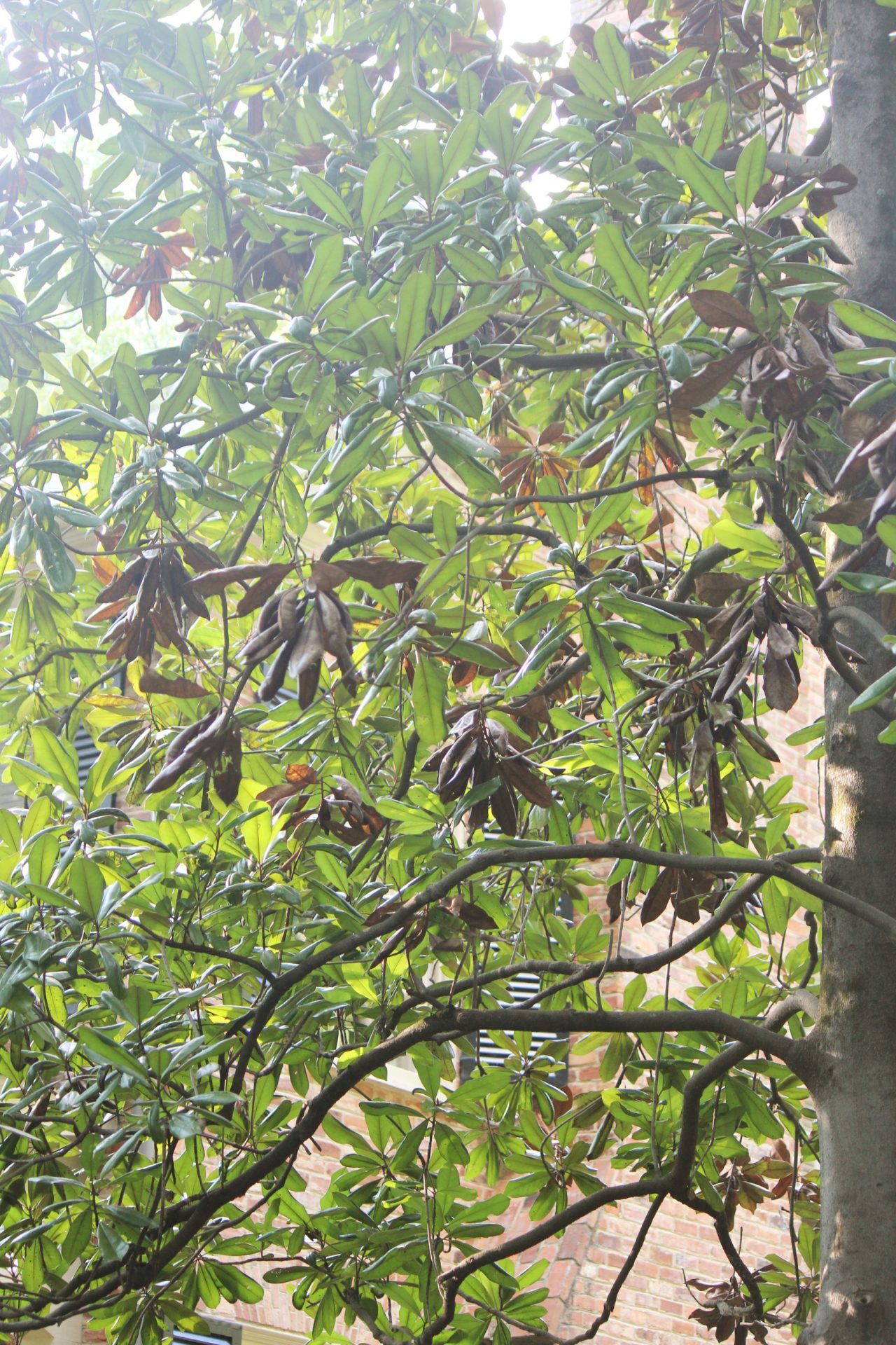 Magnolia Clusters of Leaves Turning Brown Walter Reeves The
