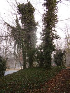 OLYMPUS DIGITAL CAMERA | Walter Reeves: The Georgia Gardener