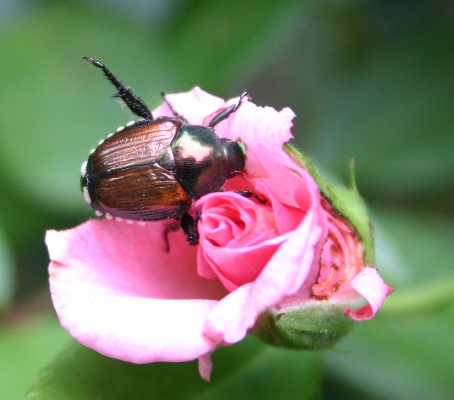 japanese beetle on rose e1285012543486