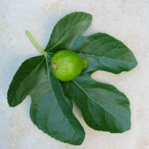 king | Walter Reeves: The Georgia Gardener
